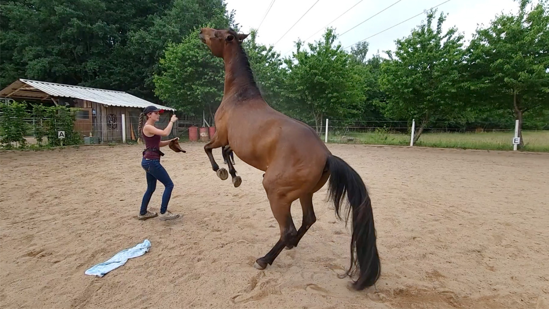 Most tricks performed by a horse in one minute 22 by Fernando and ...
