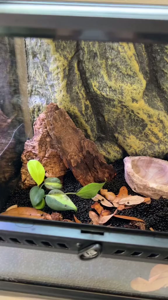 Tour my reptile room and meet all 21 spoiled pets