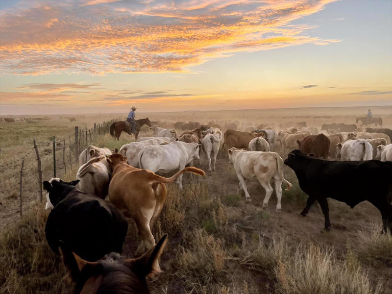 LA Rams owner Stan Kroenke buys nearly a million acres in New Mexico
