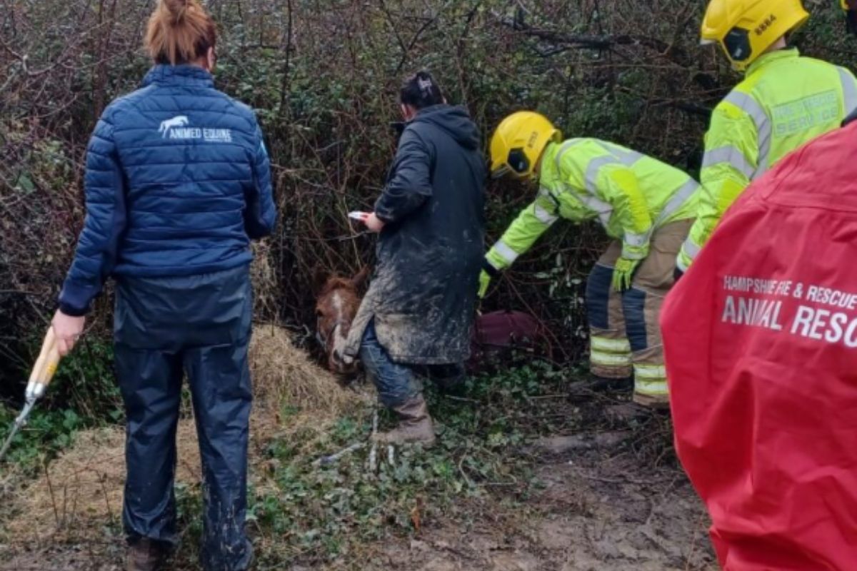 Horse rescued after getting stuck in muddy ditch with fire crews and ...