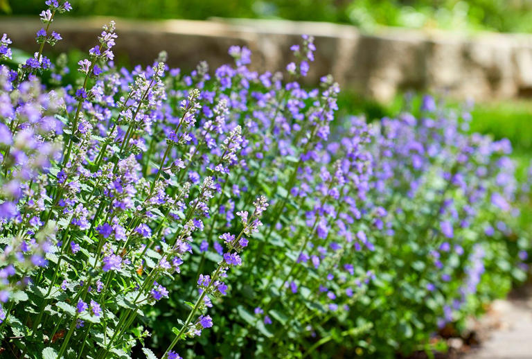 7 effortless perennials to plant in fall for a colorful spring garden