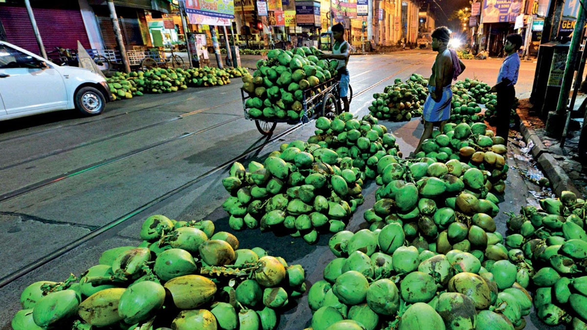10. Agridiversity Cracking the coconut puzzle
