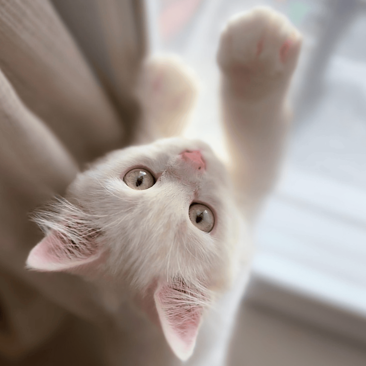 Your cat could be a messenger: 9 signs from your guardian angel