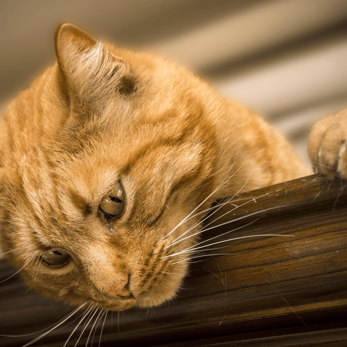 Your cat could be a messenger: 9 signs from your guardian angel