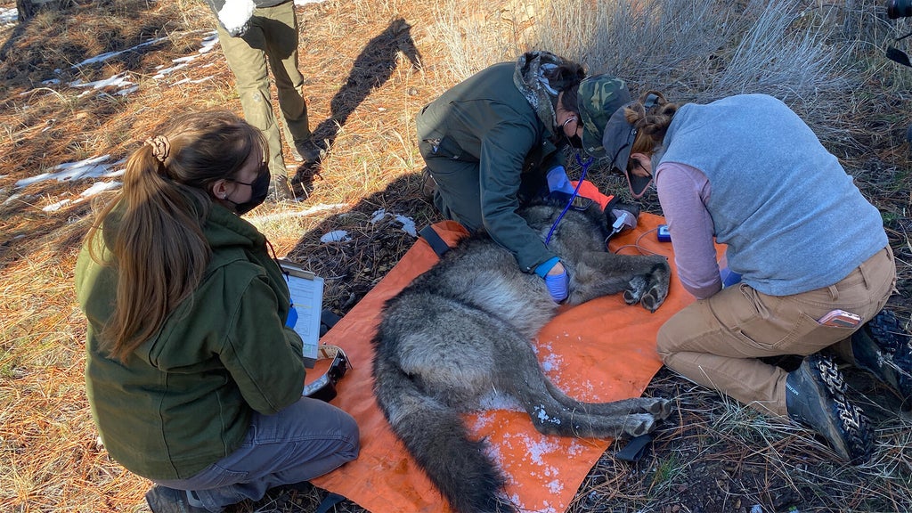 California wildlife officials capture 5 gray wolves, give them ...