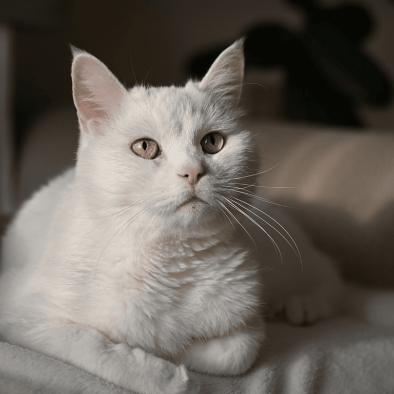 Your cat could be a messenger: 9 signs from your guardian angel