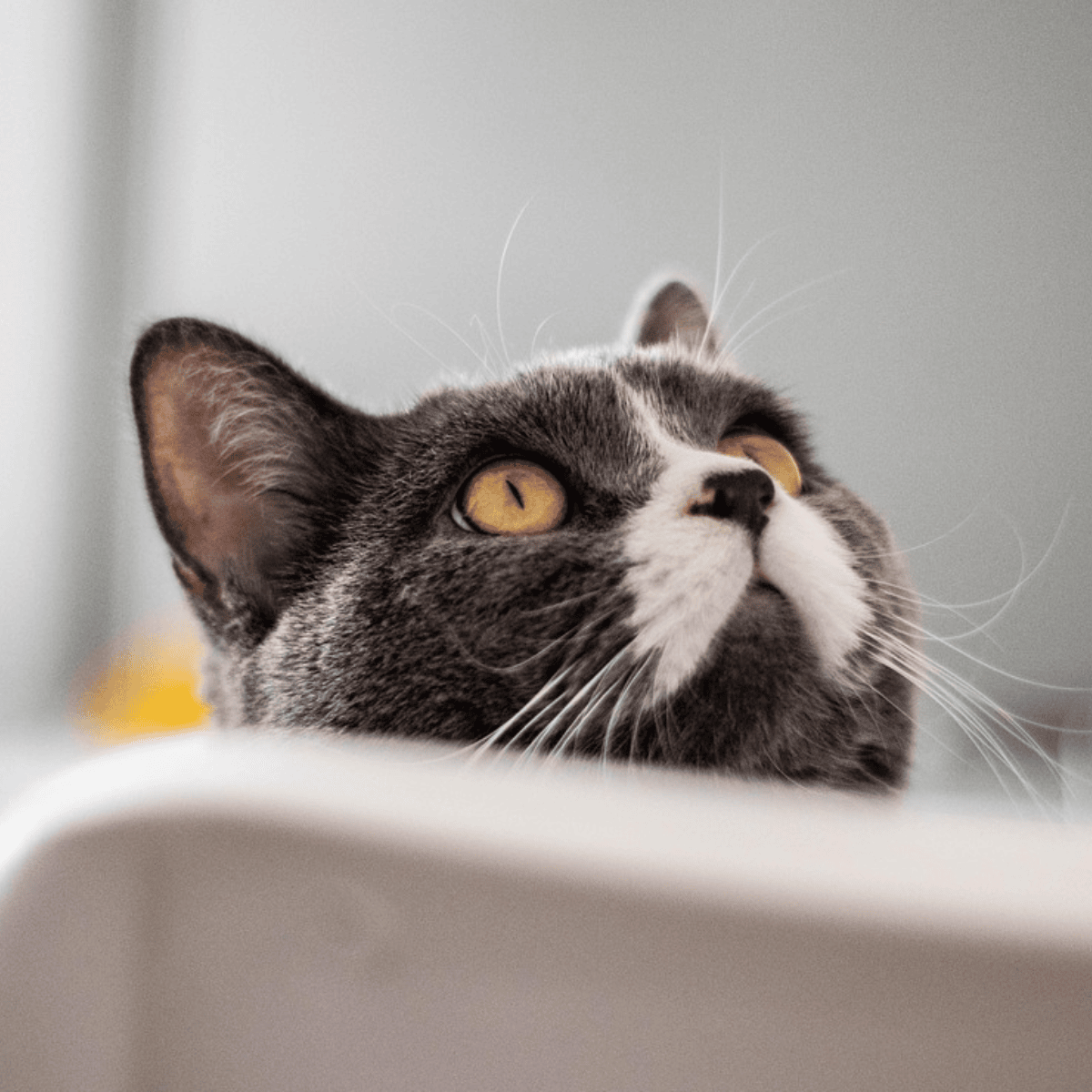 Your cat could be a messenger: 9 signs from your guardian angel