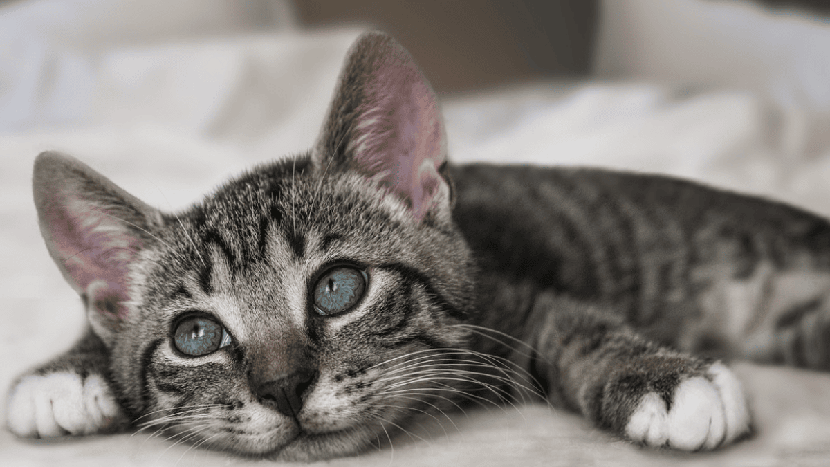 Your cat could be a messenger: 9 signs from your guardian angel