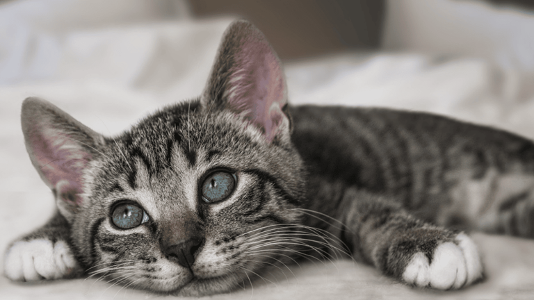 Your cat could be a messenger: 9 signs from your guardian angel