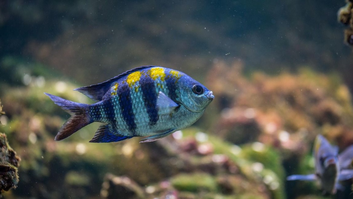 Reasons why aquarium fish might be the perfect pet for your home