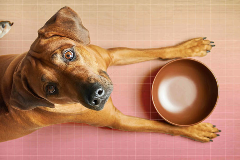 The 10 best and worst foods for dogs, according to a vet