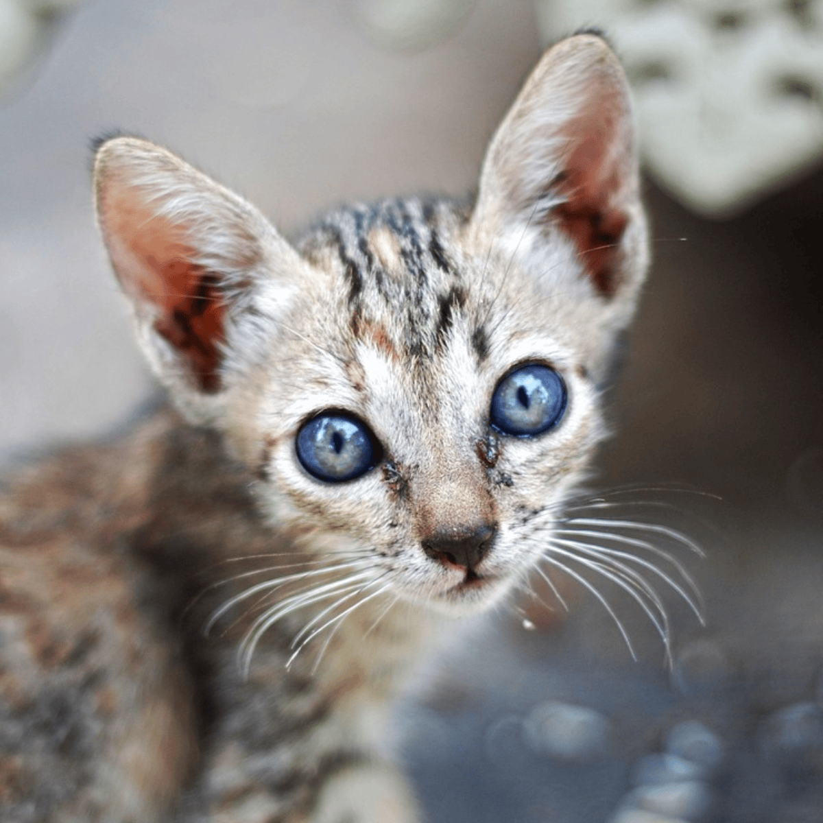 Your cat could be a messenger: 9 signs from your guardian angel