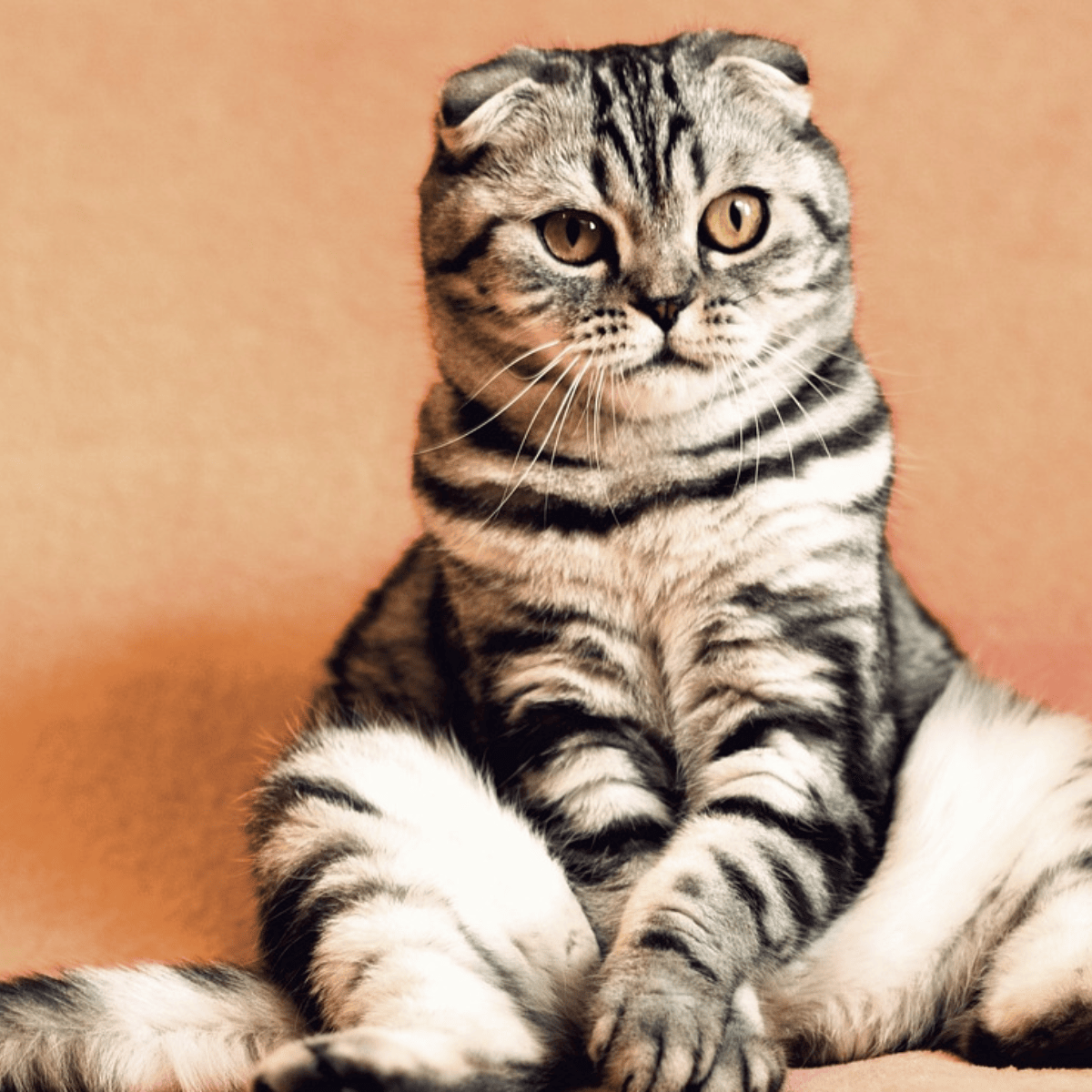 Your cat could be a messenger: 9 signs from your guardian angel