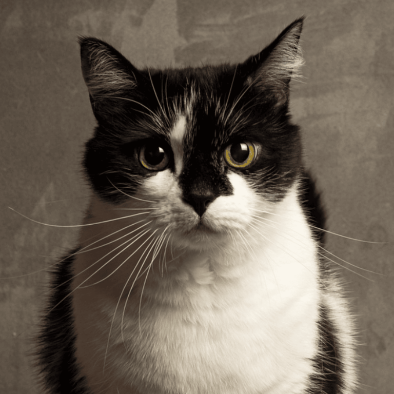 Your cat could be a messenger: 9 signs from your guardian angel