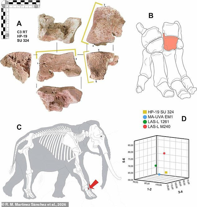 The bone that proves Hannibal really did cross the Alps with elephants