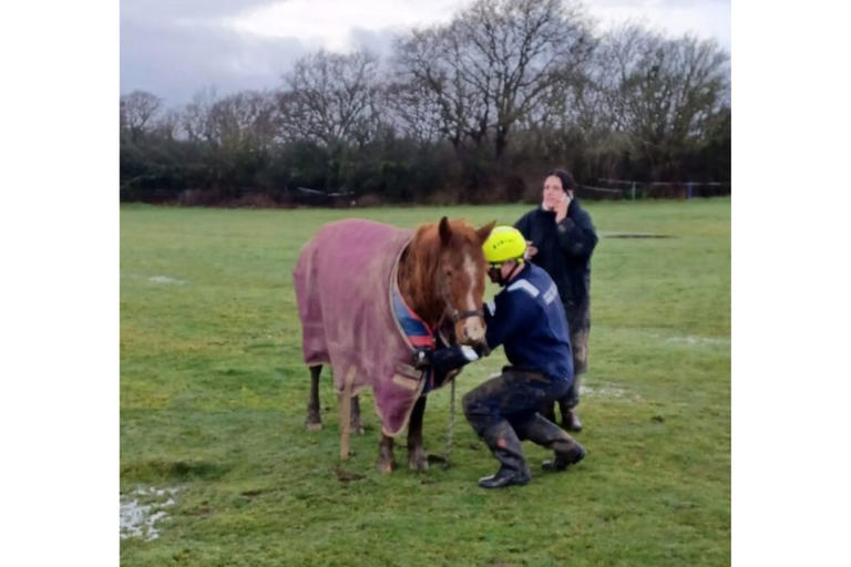 Horse rescued after getting stuck in muddy ditch with fire crews and ...