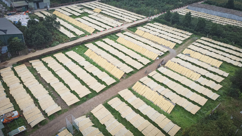 Làng miến dong nổi tiếng Thủ đô hối hả vào vụ Tết