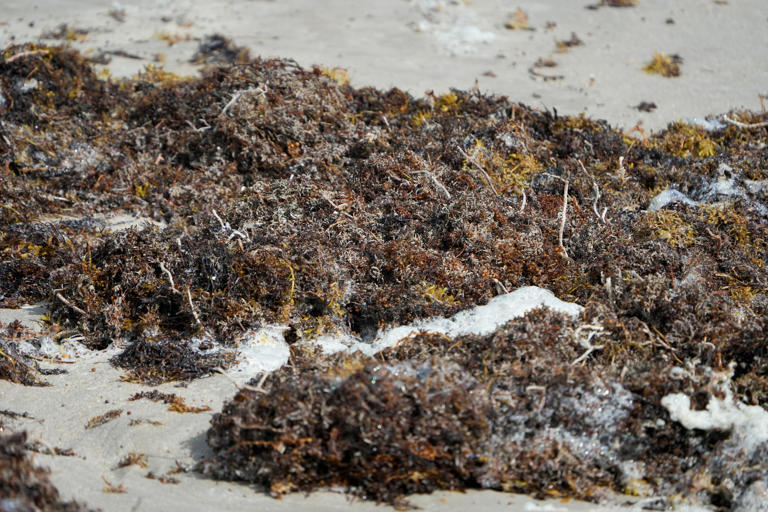Smelly sargassum may cost Florida $3.63 billion annually: What we know