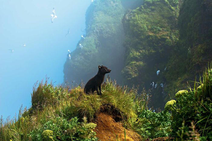 The most powerful winning photos from the 2025 National Wildlife Photo ...