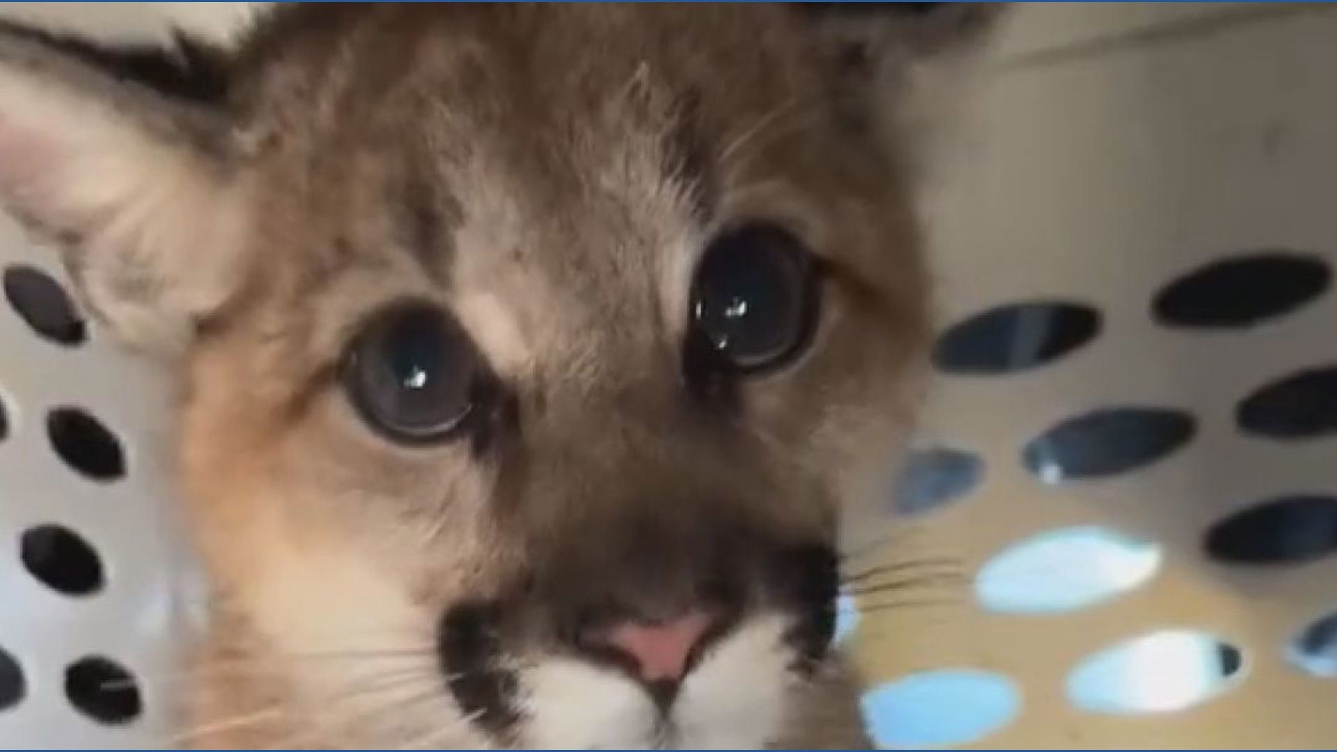 Injured mountain lion cub rescued on LA County street; to be released ...