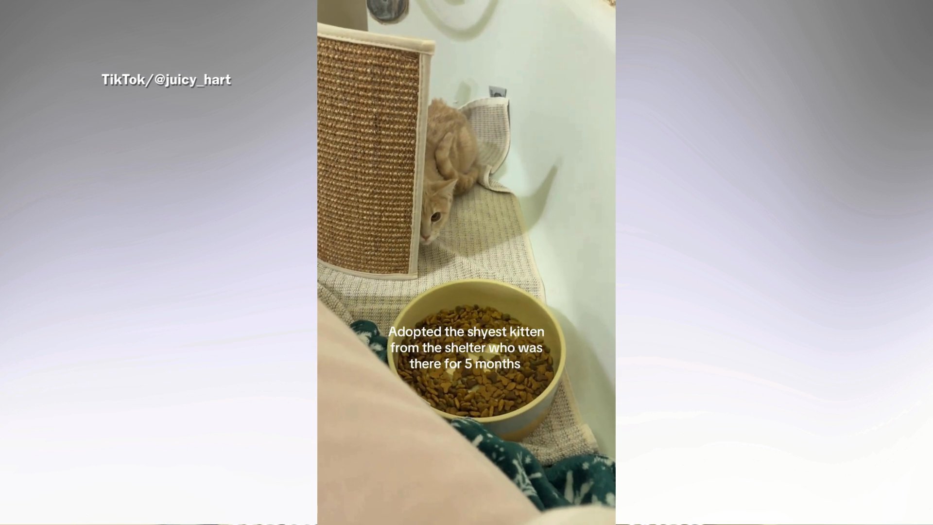 Pet parent adopts 'shyest' cat