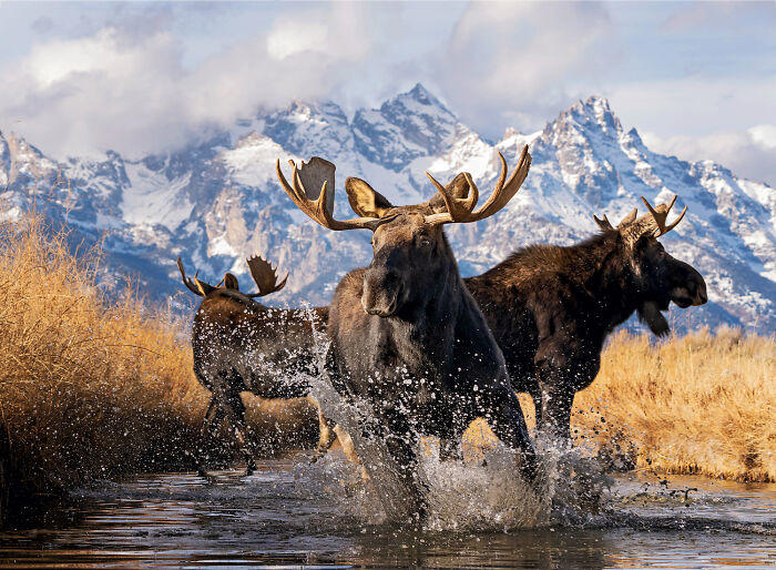 The most powerful winning photos from the 2025 National Wildlife Photo ...