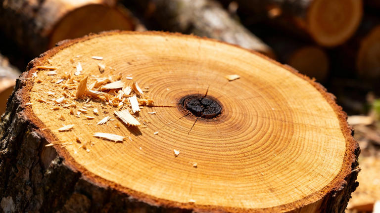 Turn a leftover scrap tree stump into a rustic storage shelf