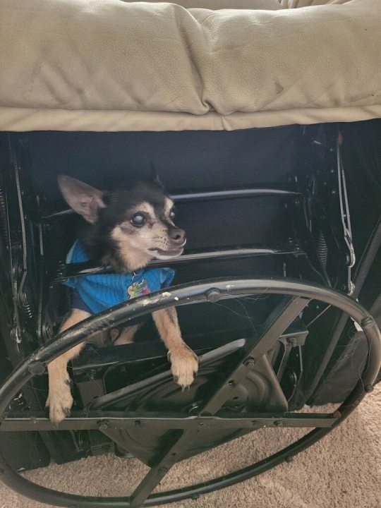 Photos: Dog rescued after getting stuck in chair