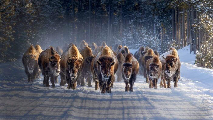 The most powerful winning photos from the 2025 National Wildlife Photo ...