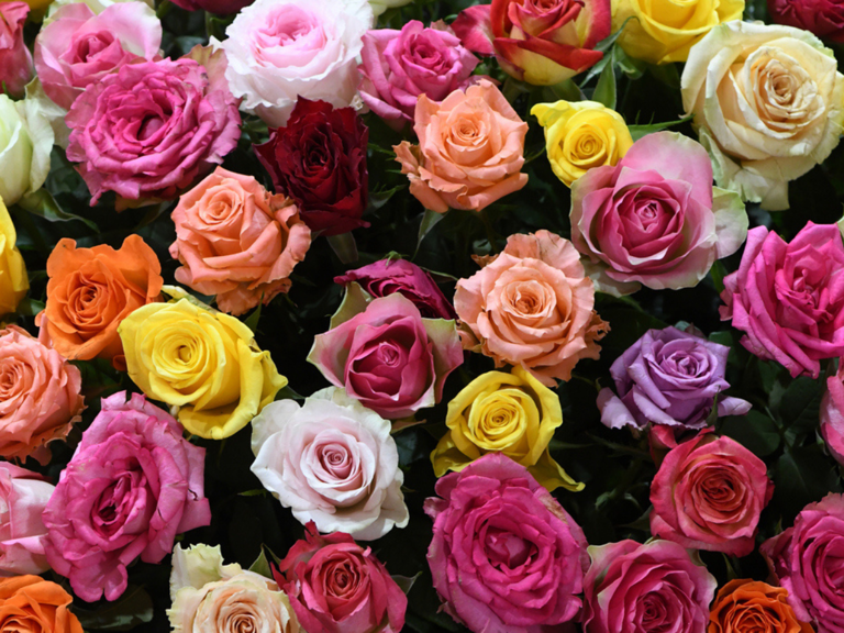 Rose Day 2026: Red, white, yellow or pink? Here’s what every rose ...