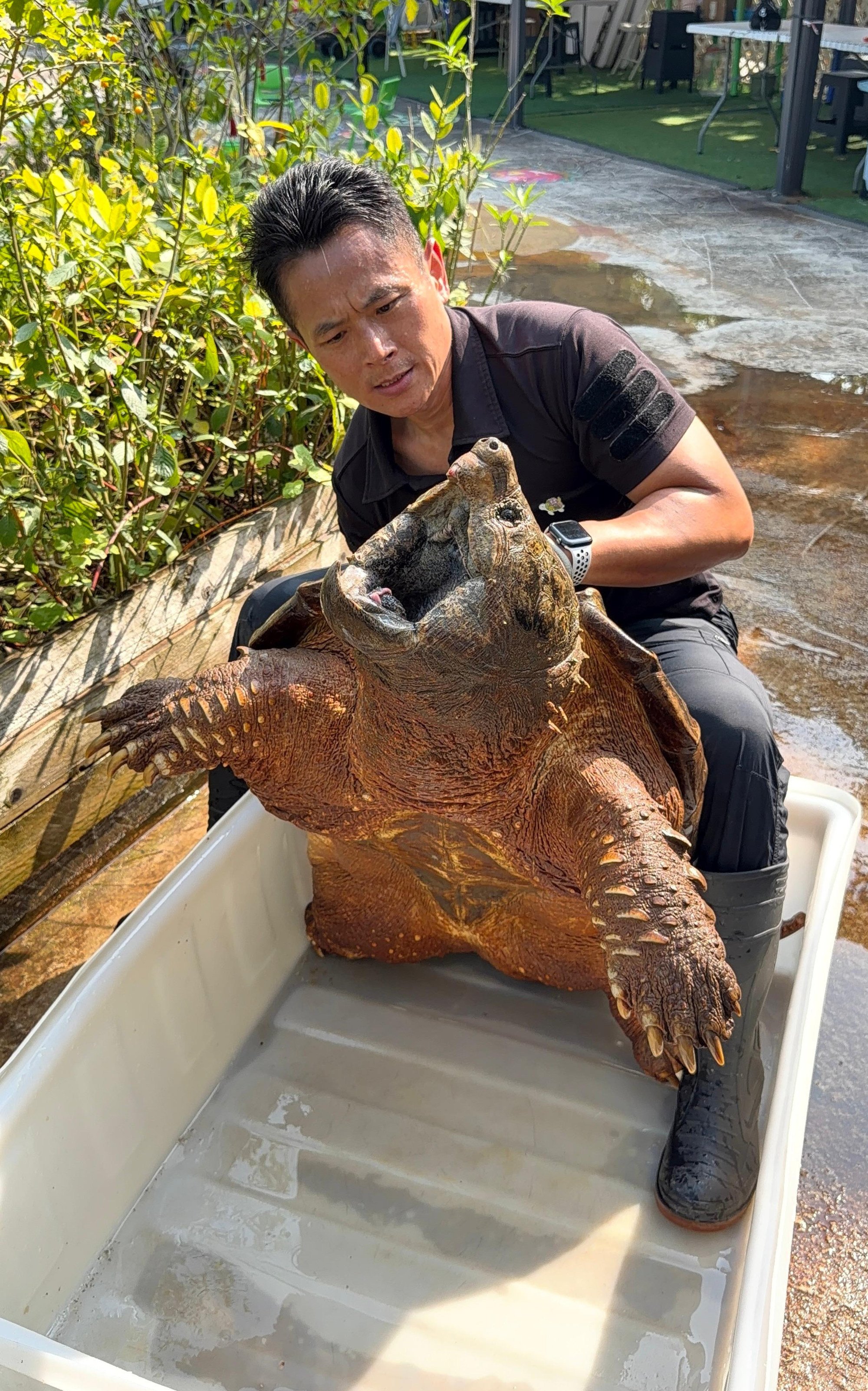 Call for tougher animal welfare laws after invasive turtle found in ...