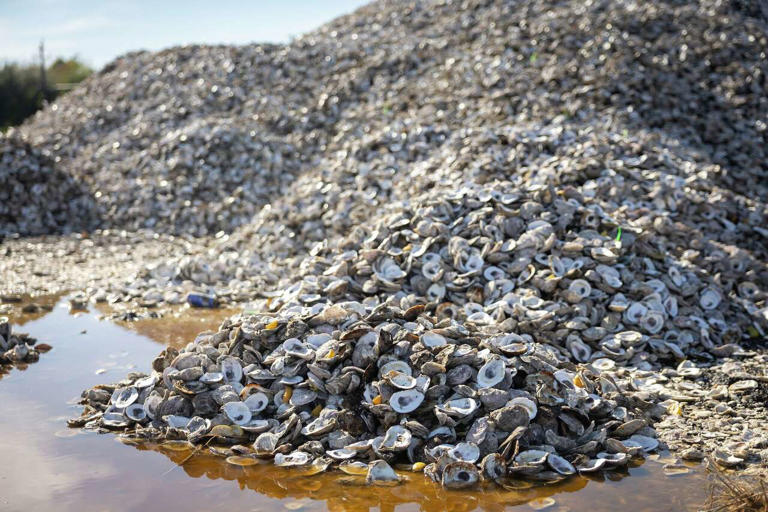 New nonprofit wants to raise $250 million to save Texas' oyster reefs