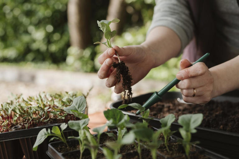How to grow 'super food' cabbages all year round