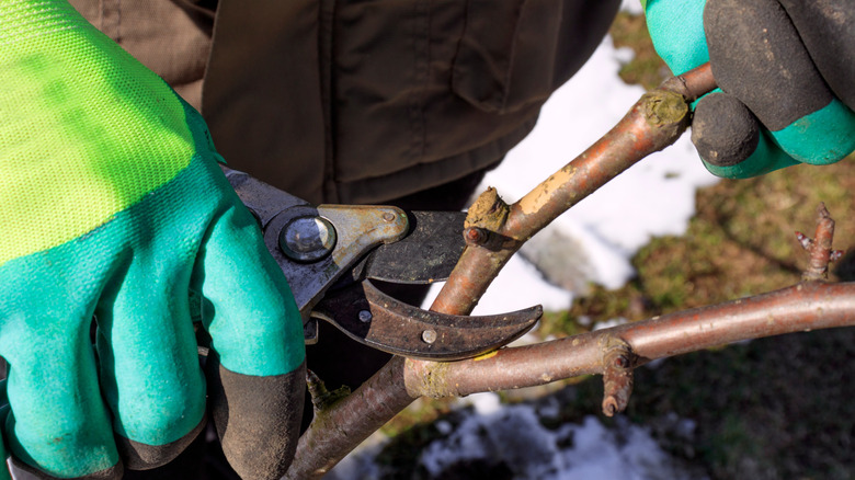 16 plants to prune in February for a healthy & vibrant spring garden