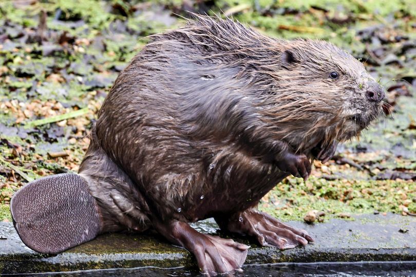 Beavers to be released into wild at Somerset National Trust site