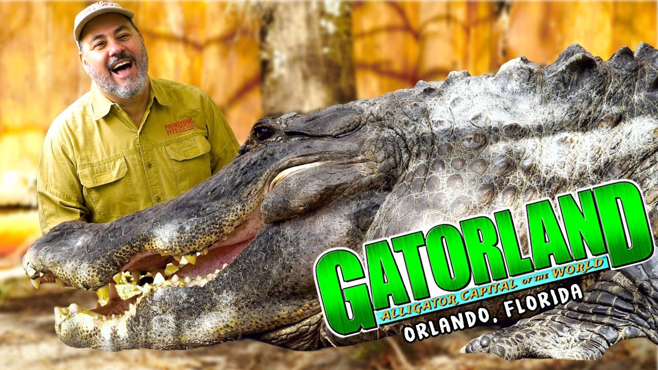 Inside a rattlesnake pit feeding GIANT gators 😳🐍🐊