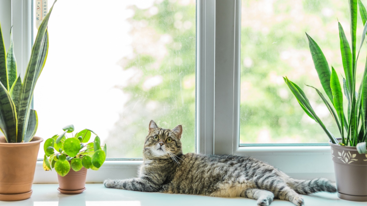 5 succulents that are poisonous to cats (and 5 that aren't)