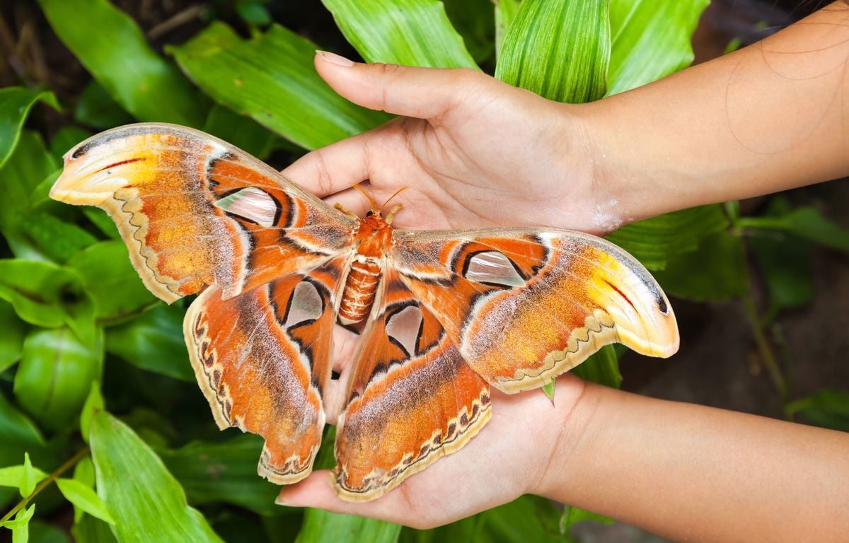 3 insectes XXL qui fascinent et effraient