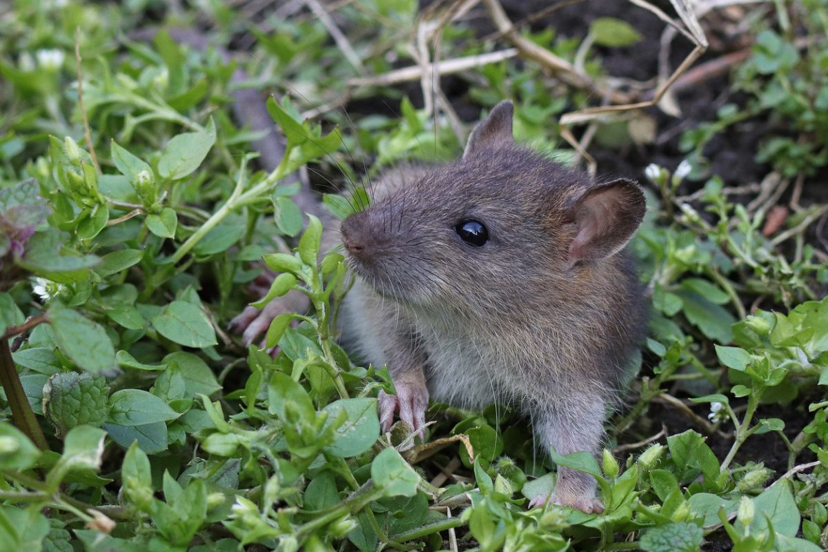 Rats au potager : cette odeur de cuisine crée une barrière invisible