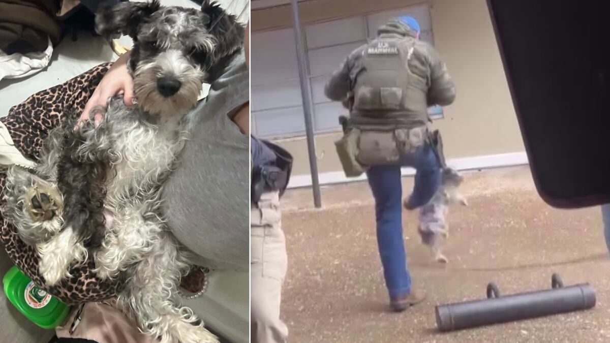 Dog kicked by Memphis Safe Task Force member on the mend as US Marshals defend action<br>