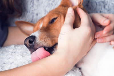 愛犬との『お別れ』飼い主が後悔しないためにすべきこと5つ 死期が迫っているときにみせる行動まで