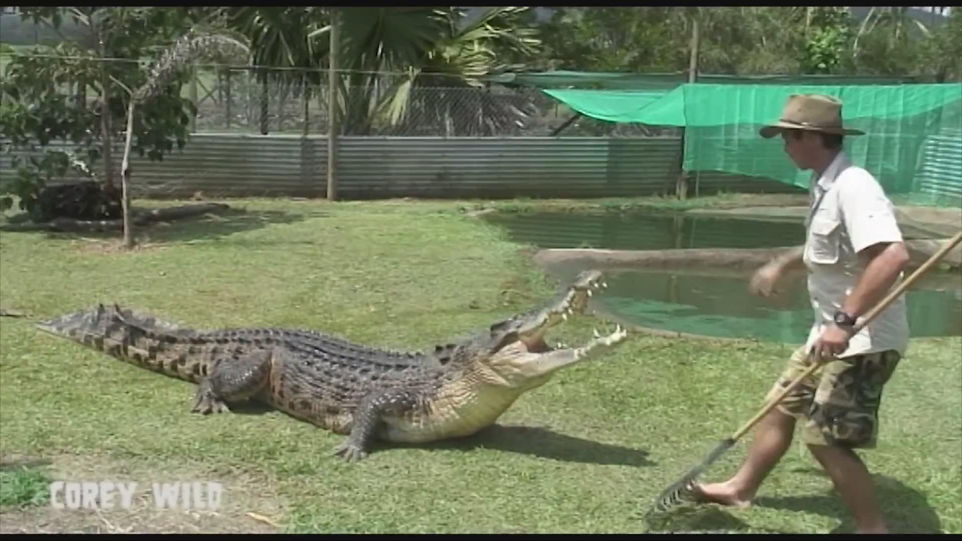 Working with enormous crocodiles using calm handling techniques and ...