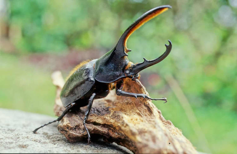 The strongest beetle you can buy: Why Hercules beetles can cost more ...