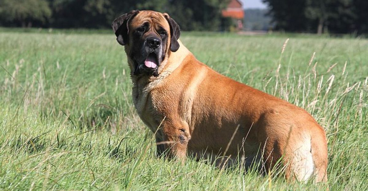 Prong collars are turning into a legal/policy fight – 12 breeds owners ...