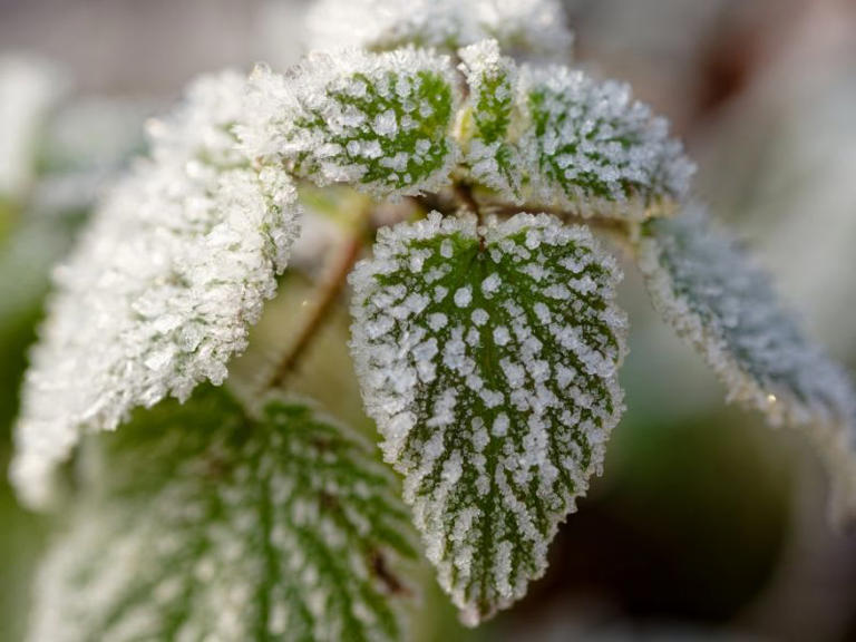 Wetterwarnung Wolfenbüttel bis morgen: Frost und Winterwetter erwartet