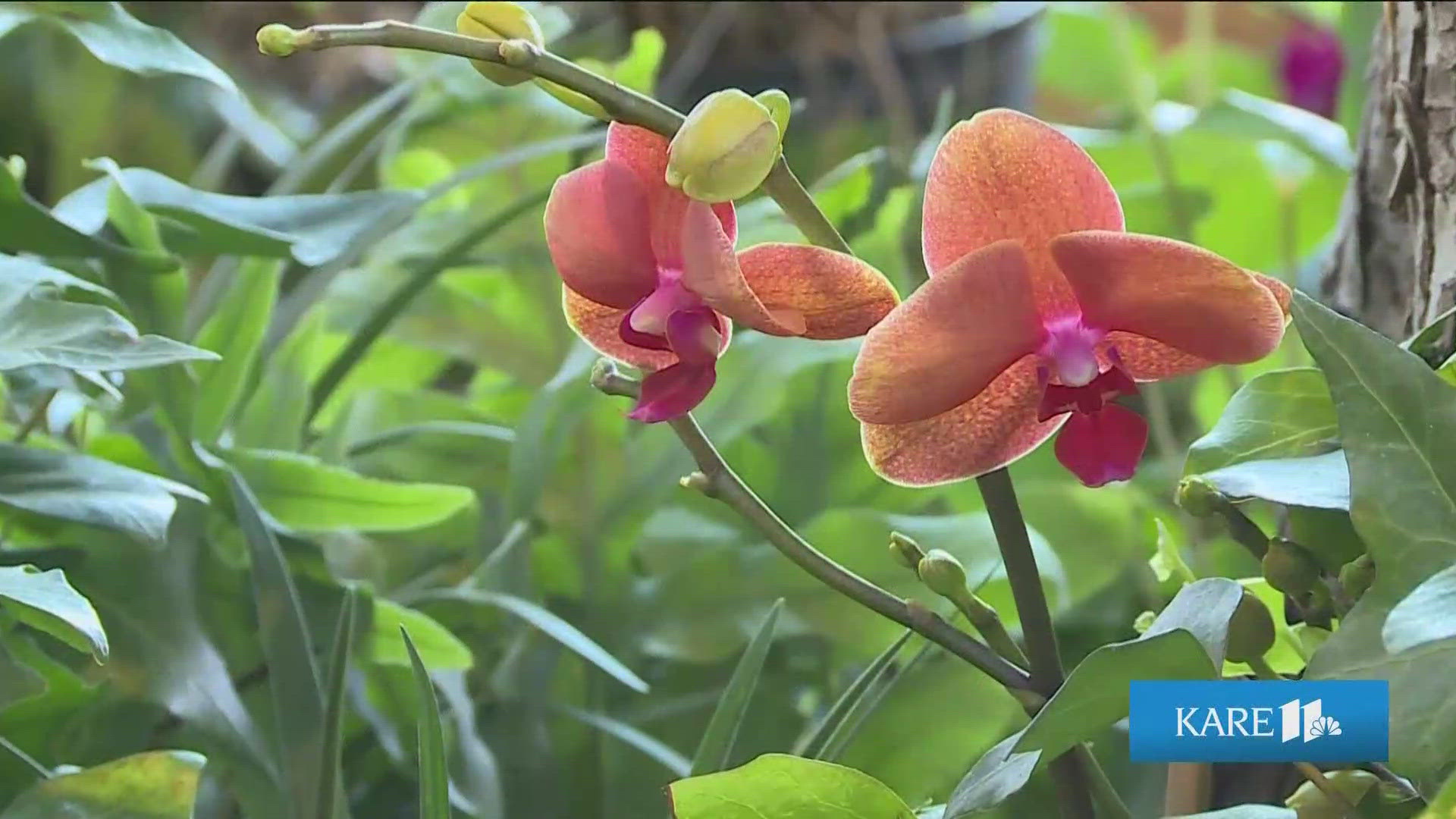 Spring flower show is in bloom at the Minnesota Landscape Arboretum