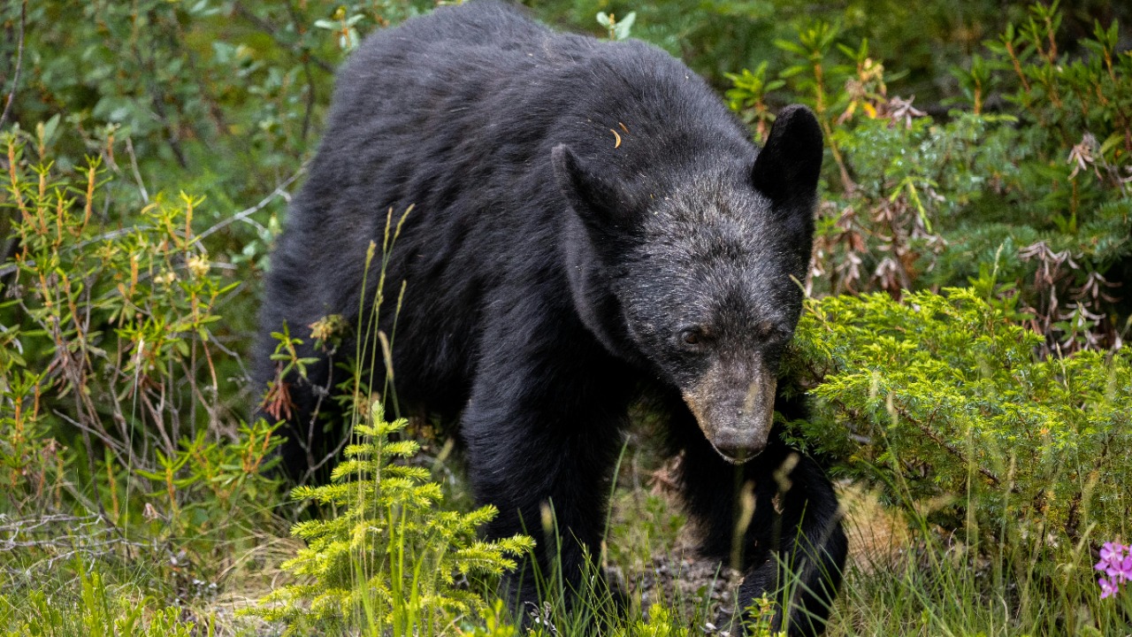 North America’s most dangerous bear vanished for a chilling reason