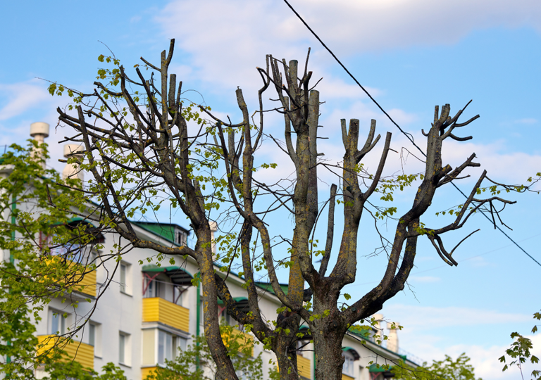 Cómo podar sin miedo: el corte que rejuvenece tus plantas dentro de tu ...