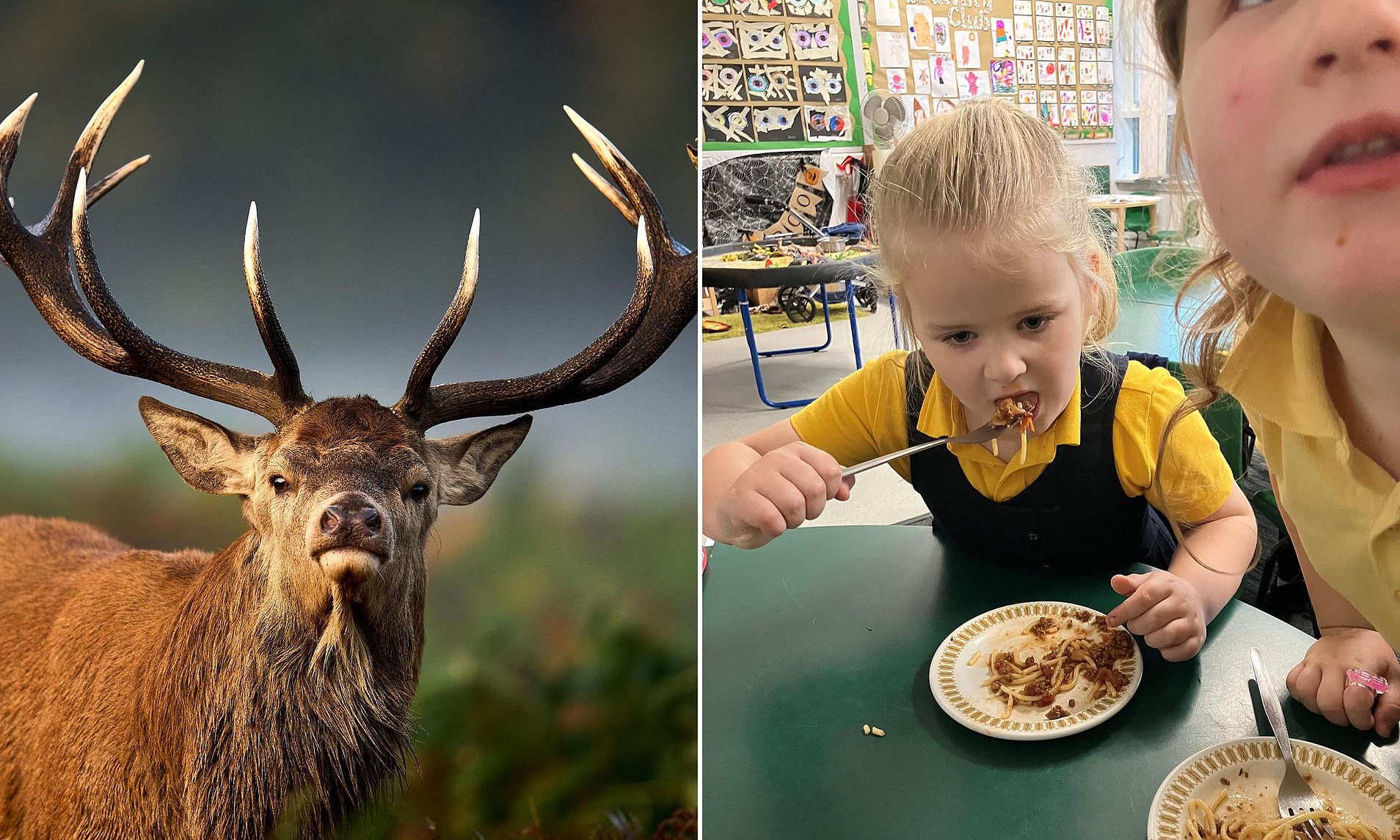 Forget lumpy custard, now schoolkids are being served venison for ...