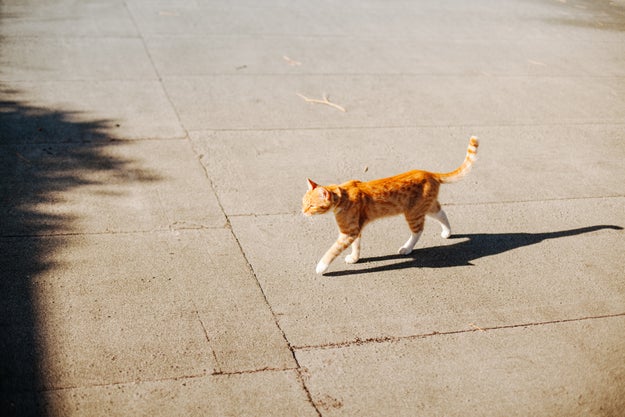 105 weird, interesting, or straight-up bizarre facts that made my pinto ...